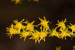 Twistleaf goldenrod